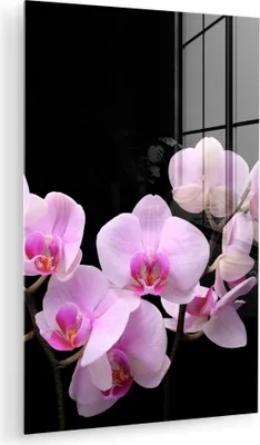 Produktbild von MuchoWow Glasbilder - Bilder auf Wandbild - Foto auf Glas Orchidee - Blumen - Rosa - Flora 40x60 cm Wanddekoration aus Glas - Acrylglasbild - Acrylbilder - Gemälde - Bild von Glas