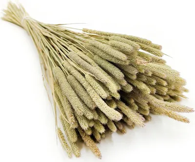 Produktbild von Getrocknetes Timothy-Gras - Natur