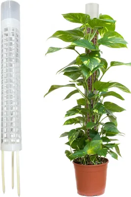 Produktbild von Selbstbewässernder Moosstab, Pflanzenstützstab aus Netzgewebe, stapelbare Pflanzenstütze für Monstera-Pflanzen, Kunststoff-Moosstäbe für Topfkletterpflanzen