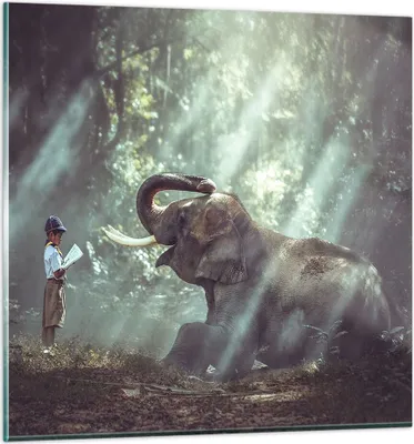Produktbild von Bilder auf glas - Elefant Dschungel Stoßzahn - 70x70cm - Glasbilder - Wandbilder - Kunstdruck - zum Aufhängen bereit - Wanddekoration aus Glas - Glas Bilder - Wandbild auf Glas - GAC70x70-3486