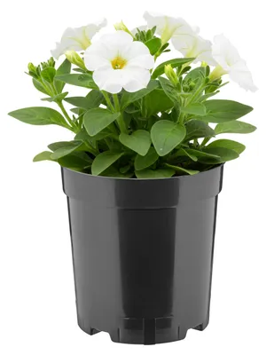Produktbild von Garronda Hoher runder Kunststoff-Pflanztopf mit Drainagelöchern (Schwarz, Ø 14 x 15 cm, 2 L) GD-KW-RH