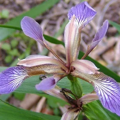Produktbild von 6 x Schwertlilie - Iris foetidissima  | Topf 9cm x 9cm