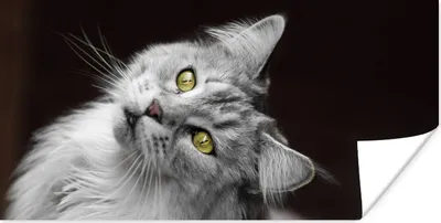 Produktbild von MuchoWow® Poster Weiße und graue Maine Coon Katze 40x20 cm - Poster für die Wand - Poster Schlafzimmer