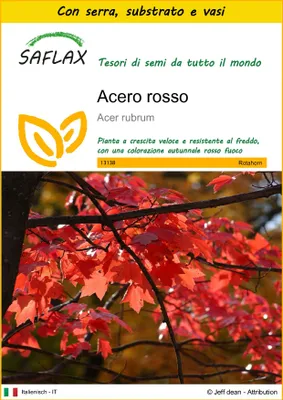 Immagine prodotto di SAFLAX Insieme di coltivazione - Acero rosso  - 20 semi - Acer