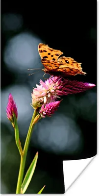 Produktbild von MuchoWow® Poster Schmetterling - Blumen - Insekten 60x120 cm - Wandschmuck