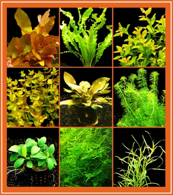 Produktbild von Easy-Set 1 - Einfach Zu Pflegende Aquarienpflanzen 60L