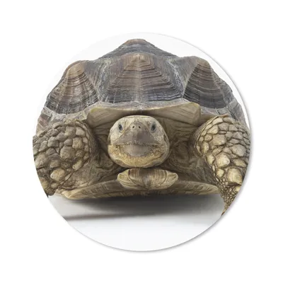 Produktbild von MuchoWow® Mauspad Mousepad Schildkröte - Tiere - Weiß 30x30 cm - Mousepads - Maus Mat - Pad - Mausunterlage - Tischunterlage - Schreibtischmatten