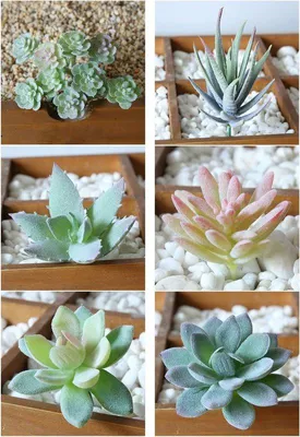 Immagine prodotto di Piante artificiali Echeveria, 6 pezzi, verde, decorazione