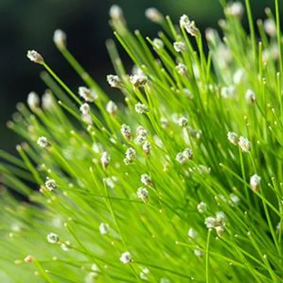 Productafbeelding van Moerings Scirpus Cernuus | Naaldgras | In 18CM Mand