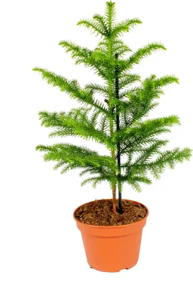 Image de Bloomique - Araucaria Heterophylla - Araucaria de Norfolk - Plantes d’intérieur - Dépolluante - Sans danger pour les animaux - Hauteur 50-60 cm - Pot 17 cm