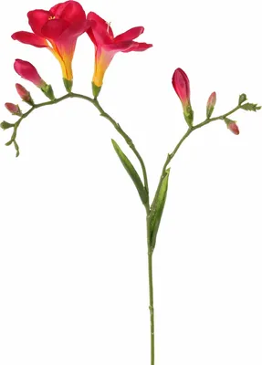 Produktbild von artplants.de Kunst Freesie MARUSHA, pink, 65cm, Ø7cm - Seidenpflanze