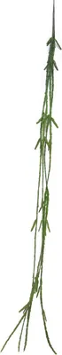 Produktbild von artplants.de Dekohänger Rhipsalis MINYAN, Steckstab, grün, 105 cm - Deko Kaktus