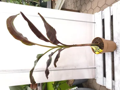 Produktbild von Musa acuminata Zebrina 130-170 cm Blutbanane Bananenpflanze panaschiert gestreift Pflanze Bananenbaum