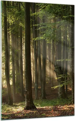 Produktbild von Bilder auf glas - Einteilig - Wald Baum Natur - 70x100cm - Glasbilder - Wandbilder - Bilder - zum Aufhängen bereit - Wanddekoration aus Glas - Glas Bilder - Wandbild auf Glas - GPA70x100-3628