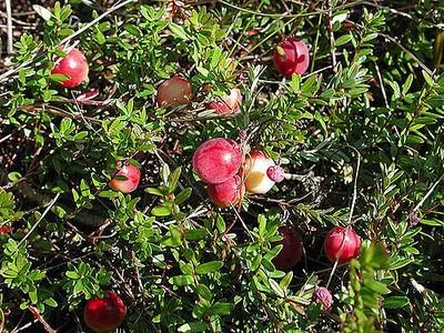 Produktbild von Vaccinium macr. 'Early Black' - Kranbeere 'Early Black' | 30-40 cm im topf