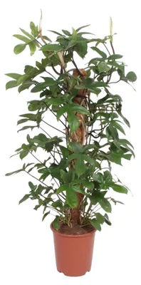 Produktbild von Philodendron pedatum - 120-130cm - Ø27cm - Zimmerpflanze - Immergrün