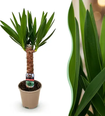 Image de BoutiQ vert - Plante d'intérieur - Yucca elephantipes - Yucca - Peu d'entretien - Vert - 1 - Pot 14cm - Hauteur 55cm