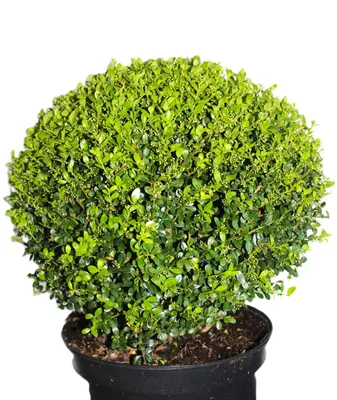 Produktbild von Ilex crenata Glorie Gem Kugel japanische Stechpalme Kugelschnitt 25 - 30 cm