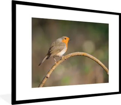 Produktbild von MuchoWow® Gerahmtes Poster Rotkehlchen - Vogel - Natur 80x60 cm - Poster mit Schwarzem Bilderrahmen Wandposter Rahmen Foto Bilder - Schlafzimmer-Dekorationen - Fotoposter