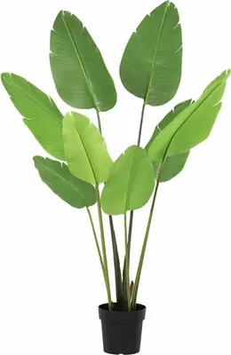 Immagine prodotto di Strelitzia Nicolai pianta artificiale 155cm - Pianta decorativa uccello del