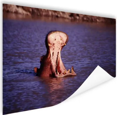 Produktbild von MuchoWow® Poster Nilpferd - Wasser - Schnabel 90x60 cm - Schlafzimmer