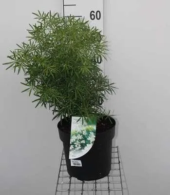 Obrázok produktu pre Choisya tern. 'White Dazzler'® - Orangenblume 40- 50 cm Kontajner