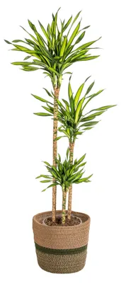 Immagine prodotto di Dracaena deremensis "Rikki" con cesto in vimini
