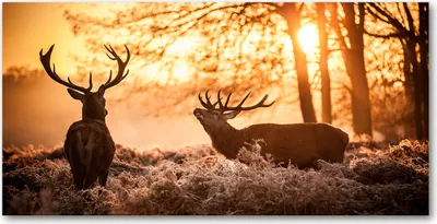 Produktbild von Tulup Glas-Bild -140x70- Wandkunst Dekorative Wand für Küche & Wohnzimmer - Tiere - Hirsch Sonnenaufgang - Braun