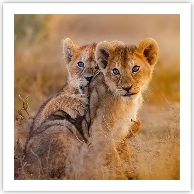 Produktbild von Poster - Poster ohne Rahmen - Löwe Natur Tier - 60x60 cm - Wand Bild - Wanddeko - Wandbilder - Kunstposter - Wandposter - Bilder - Kunstdruck - Wanddekoration - Wandbild - P2XAC60x60-3480