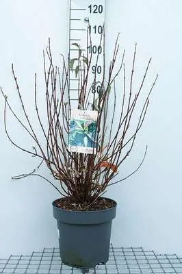 Produktbild von Viburnum far. 'December Dwarf' - Schneeball 60- 80 cm - Container