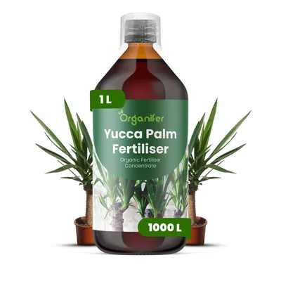 Zdjęcie produktu dla Nawóz Płynny dla Yucca Palmy 1 L – 2-1-8 NPK – Do Yucca Palmy – Do Zdrowy Wzrost, Silne Rośliny i Wzrost Korzeni – Organifer