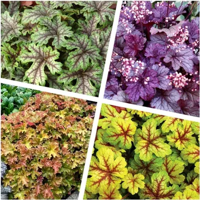 Produktbild von Stauden Gänge 4 x Heuchera Kollektion im 1 Liter Topf - Purpurglöckchen - Ein Farbtraum für Ihren Garten - Blickfang