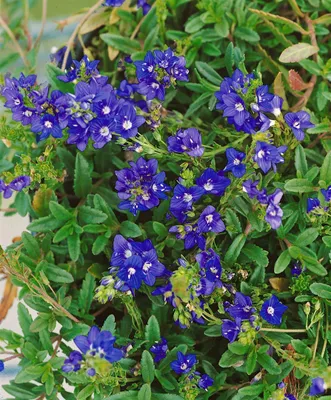 Produktbild von Veronica prostrata 'Nestor', Ehrenpreis, blau, ca. 9x9 cm Topf