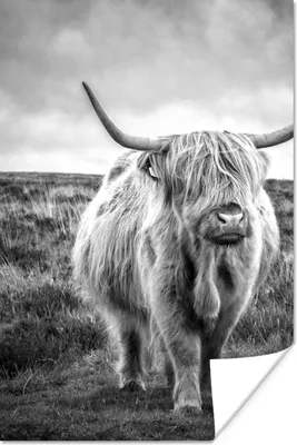 Produktbild von MuchoWow® Poster Schottischer Hochländer - Tiere - Wolken - Kuh - Natur 120x180 cm - Kunstposter