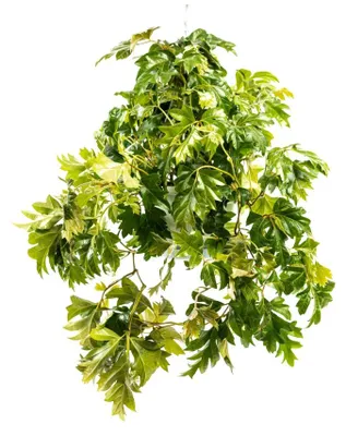 Obrázok produktu pre Gardners Cissus Ellen Danica - záves, priemer 17-19 cm