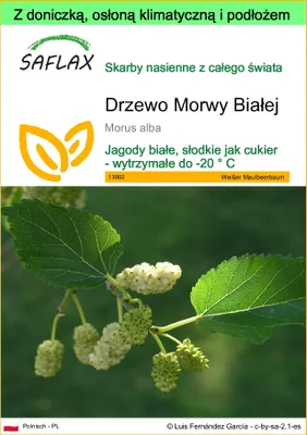 Zdjęcie produktu dla SAFLAX - Garden to go - Drzewo Morwy Białej - 200 Nasiona - Z doniczką, pokrywą klimatyczną i podłożem do uprawy - Morus alba