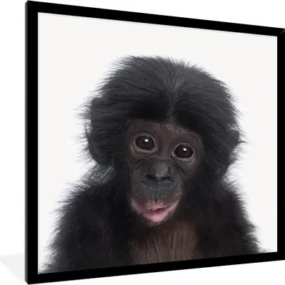 Produktbild von MuchoWow® Gerahmtes Poster Affe - Schimpanse - Porträt - Kinder - Jungen - Mädchen 40x40 cm - Poster mit Schwarzem Bilderrahmen Wandposter Rahmen Foto Bilder - Mit Rahmen - Wanddekoration Schlafzimmer