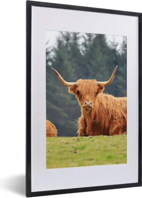 Produktbild von MuchoWow® Gerahmtes Poster Schottische Highlander - Gras - Wald 40x60 cm - Poster mit Schwarzem Bilderrahmen Wandposter Rahmen Foto Bilder - Poster in Rahmen