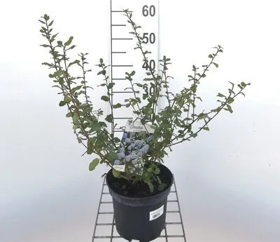 Obrázok produktu pre Ceanothus hybr. 'Concha' - Vrecovitý kvet 25- 30 cm nádoba