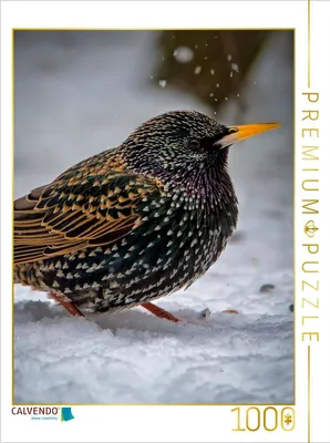 Produktbild von CALVENDO Puzzle Star | 1000 Teile Lege-Größe 64x48cm Foto-Puzzle für glückliche Stunden