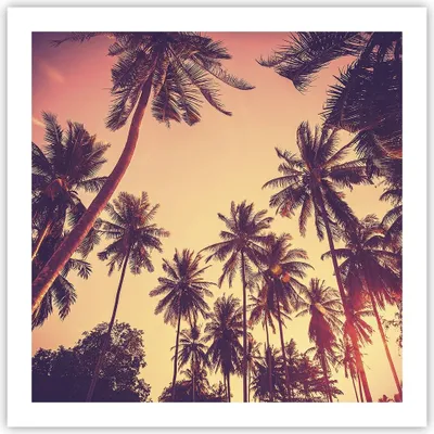 Produktbild von Poster - Poster ohne Rahmen - Palmen Himmel Sonne - 60x60 cm - Wand Bild - Wanddeko - Wandbilder - Kunstposter - Wandposter - Bilder - Kunstdruck - Wanddekoration - Wandbild - P2XAC60x60-4220