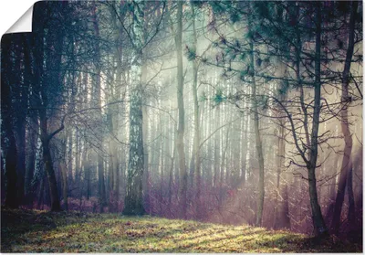 Produktbild von ARTland Poster Sonnenstrahlen im Wald Größe: 100x70 cm