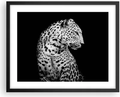 Produktbild von Gerahmtes Poster - Schwarzer Rahmen - Leopard Panther Katze - 50x40 cm - Wand Bild - Wanddeko - Wandbilder - Kunstposter - Wandposter - Bilderrahmen - Bilder - Kunstdruck - P2BAA50x40-4919