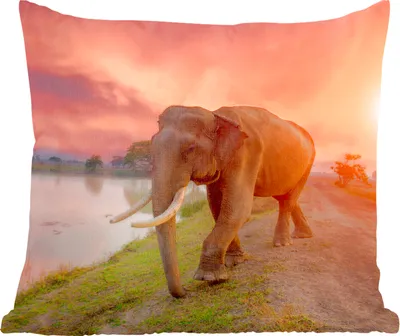 Produktbild von MuchoWow® Zierkissen Sofakissen Wohnzimmer Dekokissen 45x45 cm Elefant - Wasser - Tiere - Sonnenuntergang - Natur - Schlafpolster - Polster für das Sofa