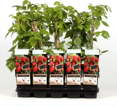 A tray of potted raspberry plants with labels.