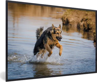 Produktbild von MuchoWow® Gerahmtes Poster Ein Deutscher Schäferhund spielt im Wasser 90x60 cm - Poster mit Schwarzem Bilderrahmen Wandposter Rahmen Foto Bilder - Fotorahmen - Foto-Plakat