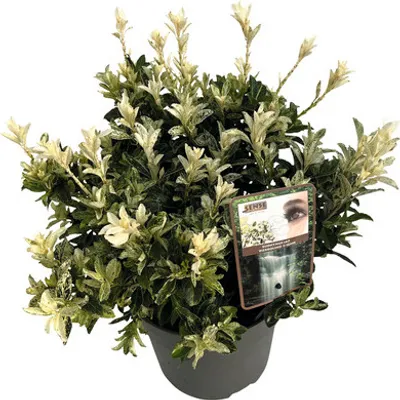 Obrázek produktu pro Brslen japonský FloraSelf Euonymus japonicus 'Pierrolino' výška 25-35 cm květináč 5 l