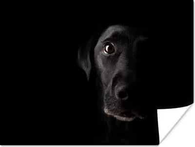 Produktbild von MuchoWow® Poster Ein schwarzer Labrador Retriever auf schwarzem Hintergrund 160x120 cm - Foto Plakat