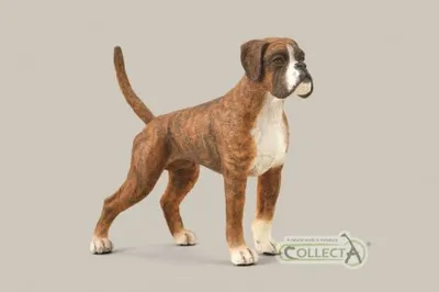 Immagine prodotto di Boxer COLLECTA