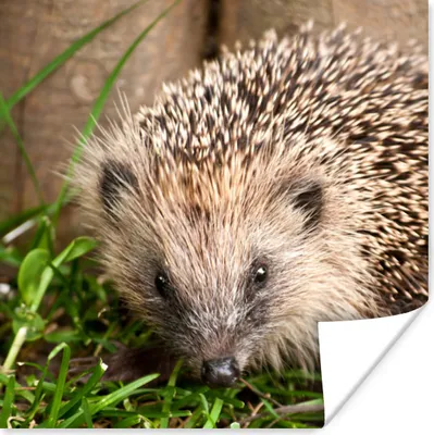 Produktbild von MuchoWow® Poster Igel - Zaun - Gras 75x75 cm - Wand Dekoration